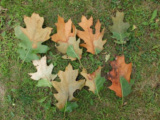 Oak Wilt Disease: The Silent Killer Threatening Oak Trees