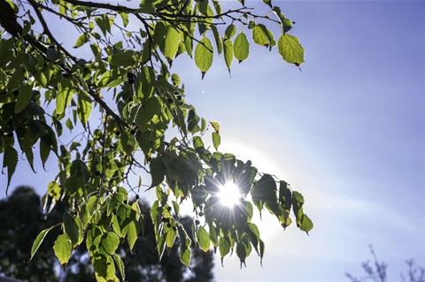 7 Summer Tree Care Tips to Help Your Trees Survive Extreme Heat