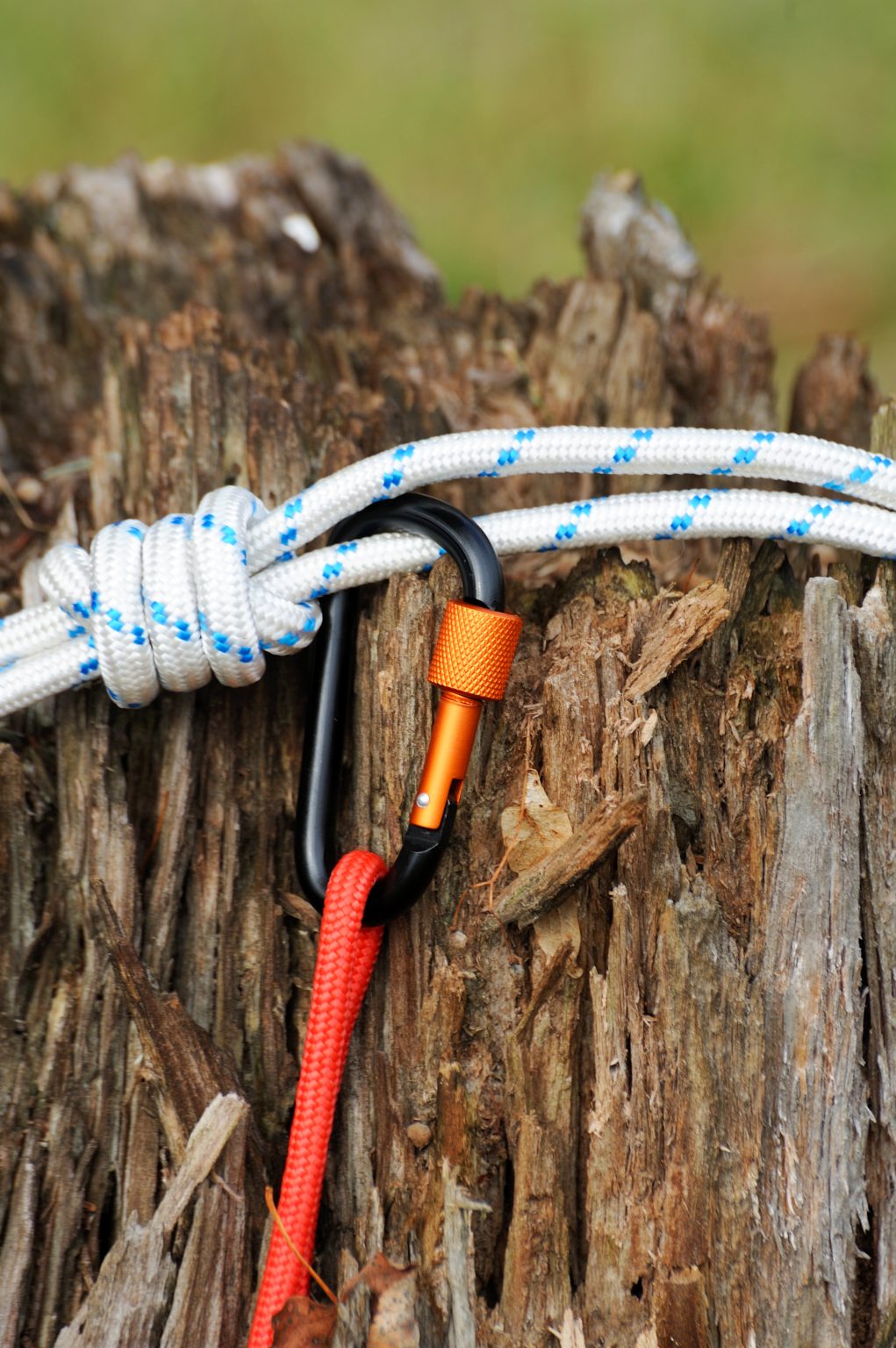 Tree Cabling & Bracing
