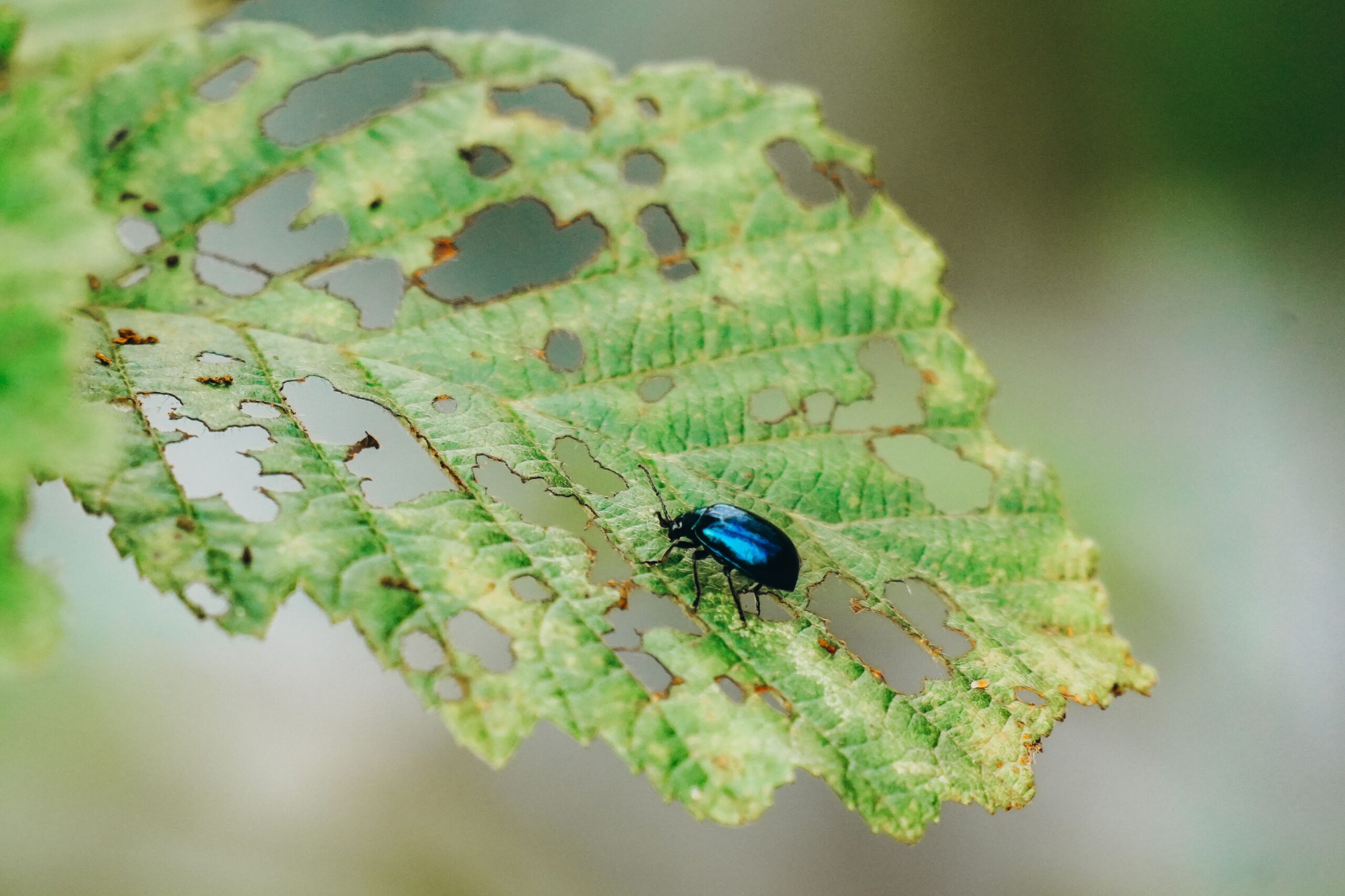 8 Proven Ways to Spot Pest Damage on Trees Early