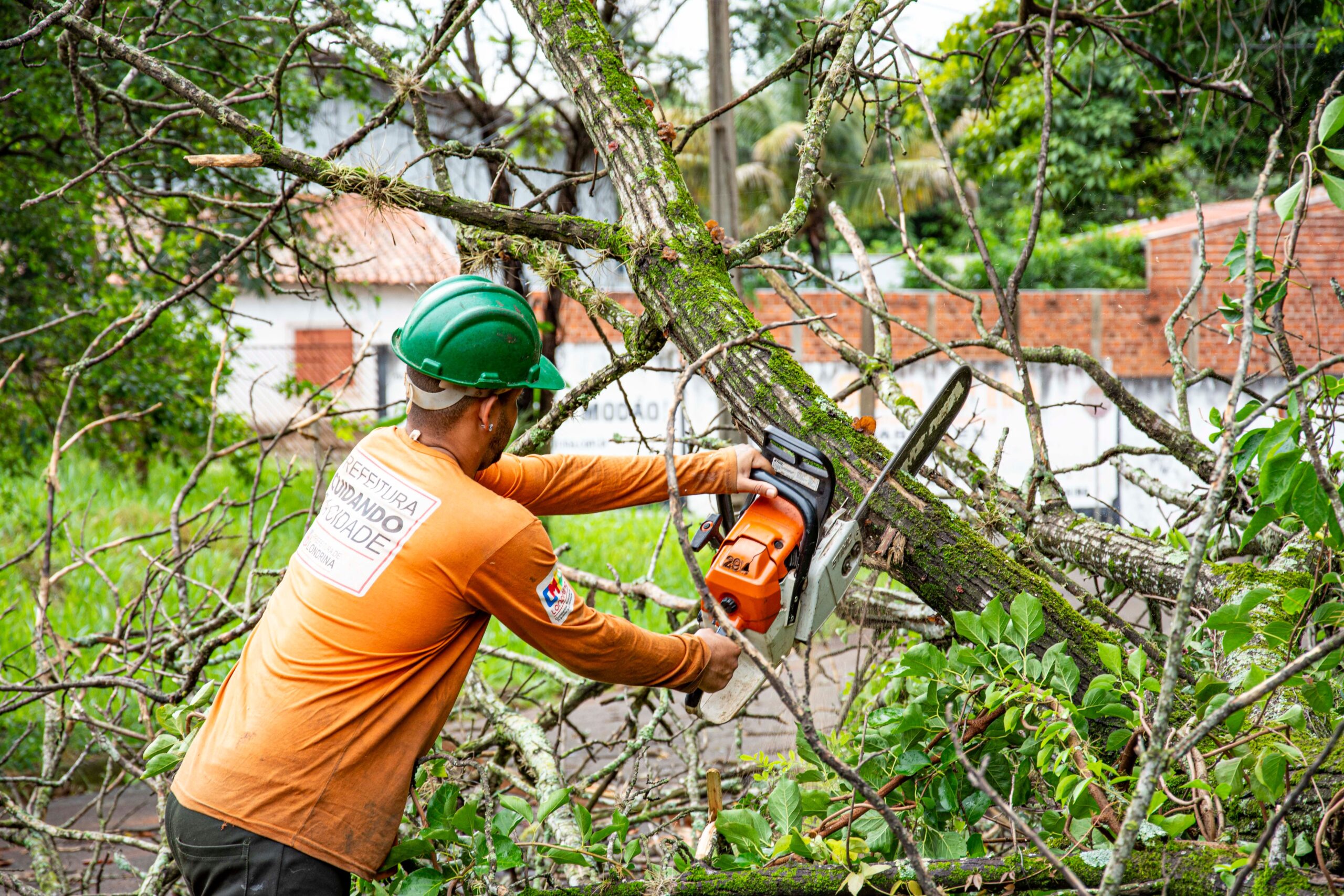7 Vital Reasons to Hire an Insured Tree Service in CT
