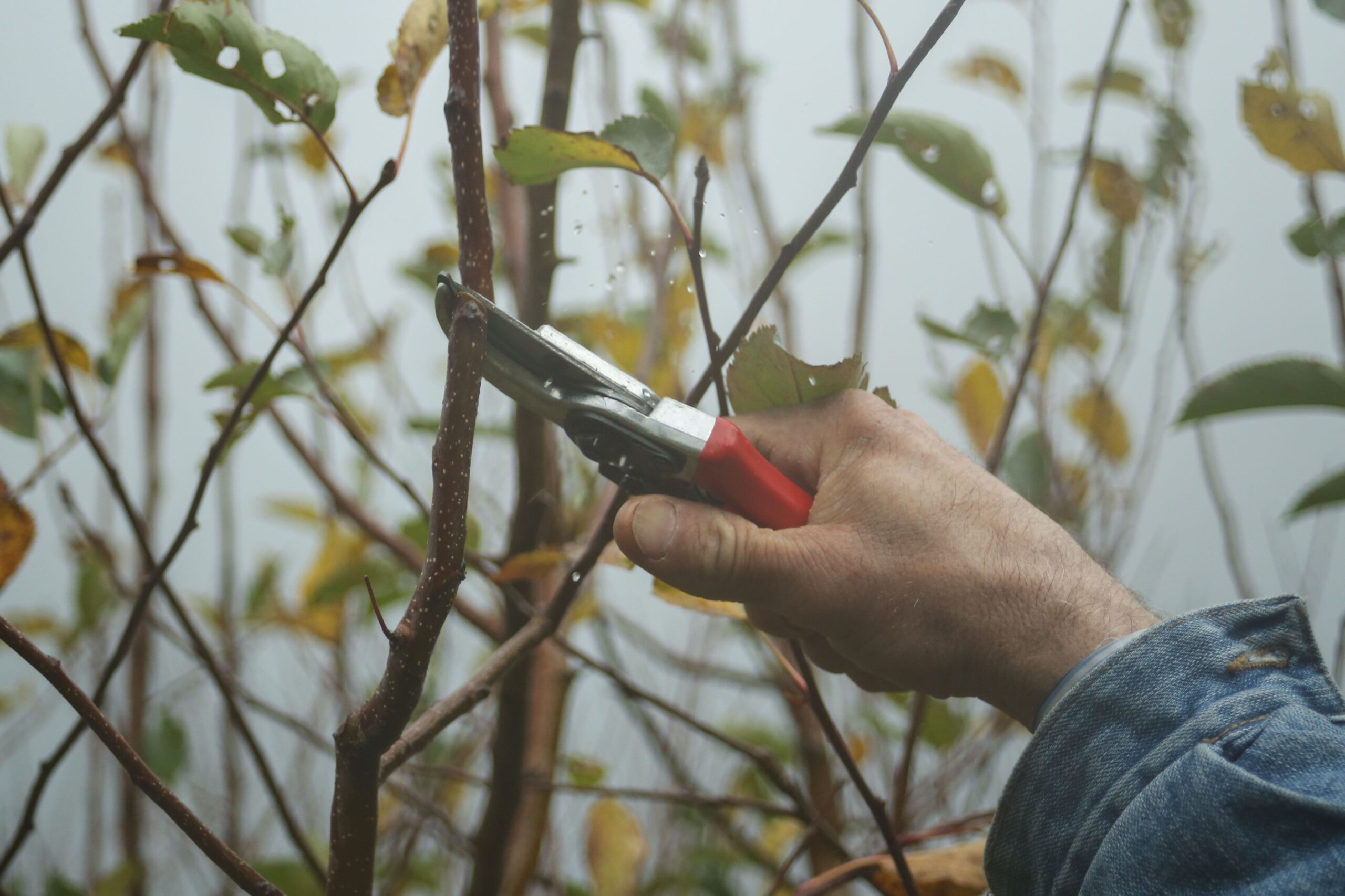 Why Tree Pruning Is Vital for Strong Healthy Growth