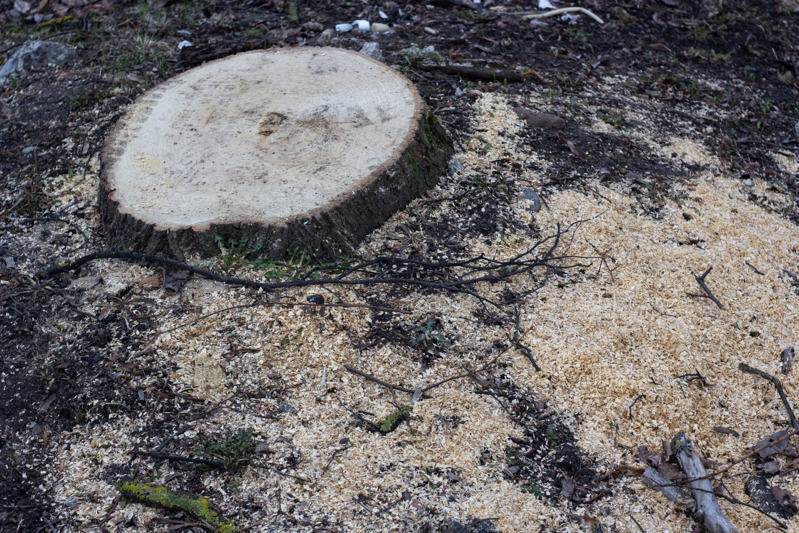 7 Smart Reasons Winter Is the Best Time to Remove a Tree