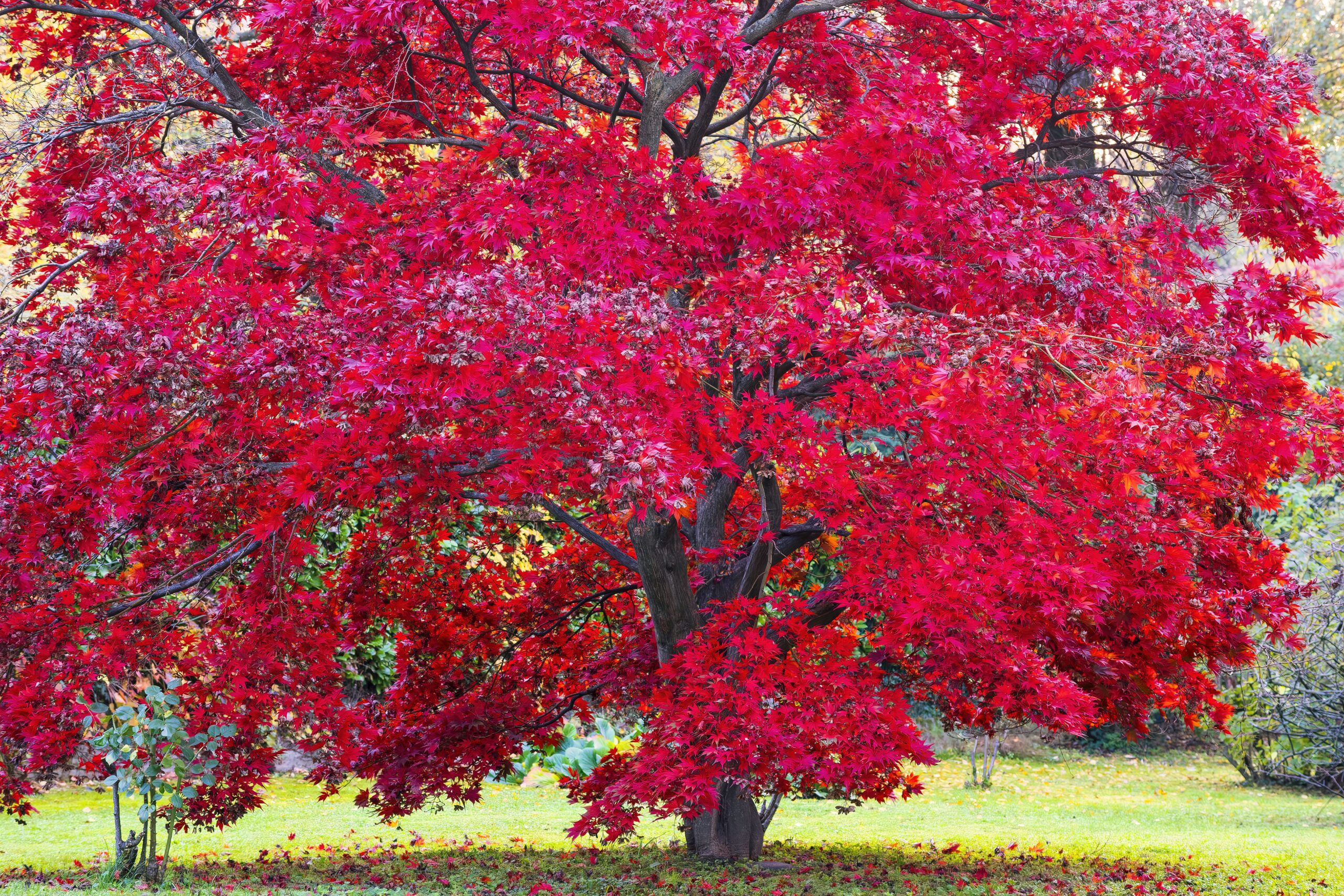 10 Best Trees for Connecticut Yards That Thrive