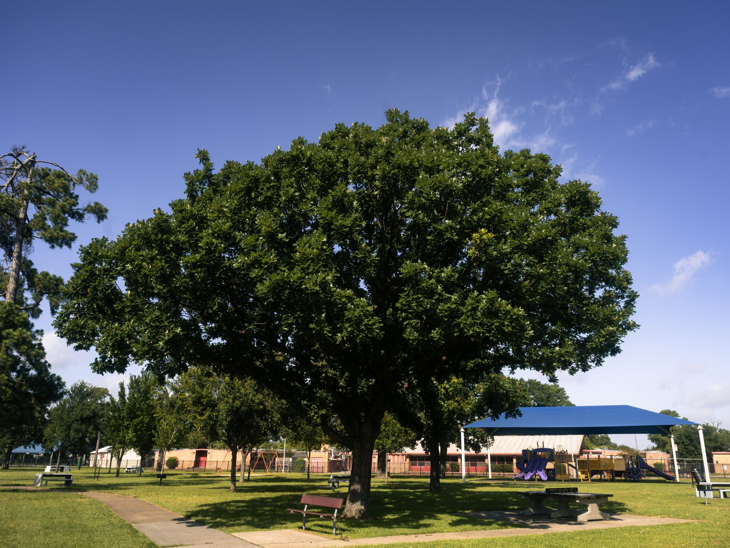 8 Powerful Environmental Benefits of Healthy Trees in CT