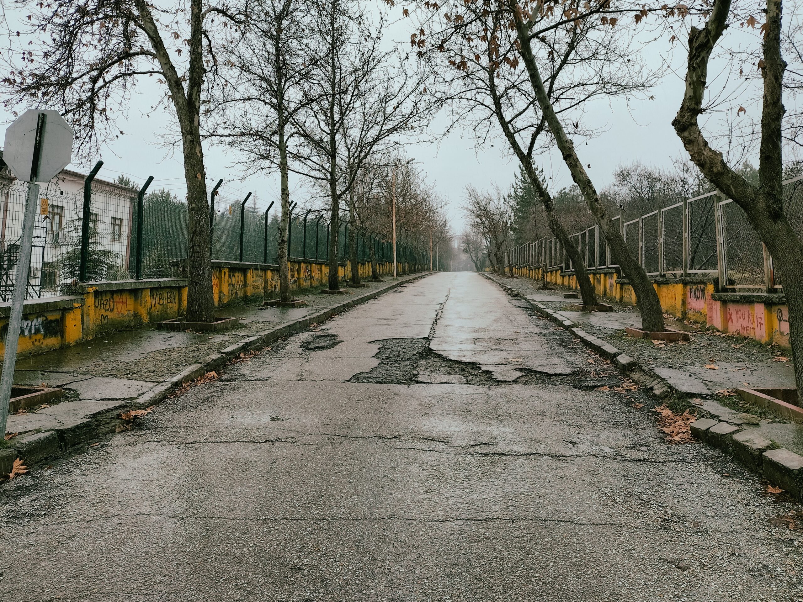 7 Ways Tree Roots Damage Sidewalks and Driveways in CT