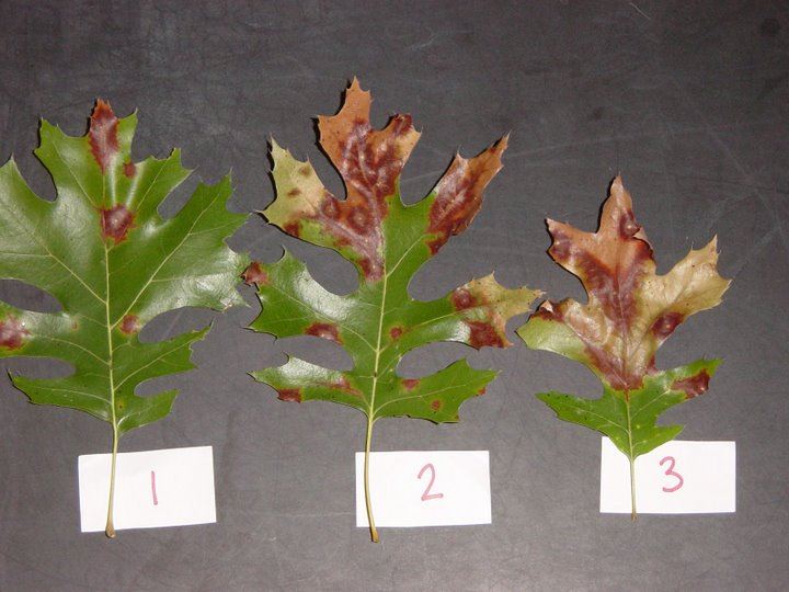 How To Identify and Treat Common Tree Diseases in Connecticut