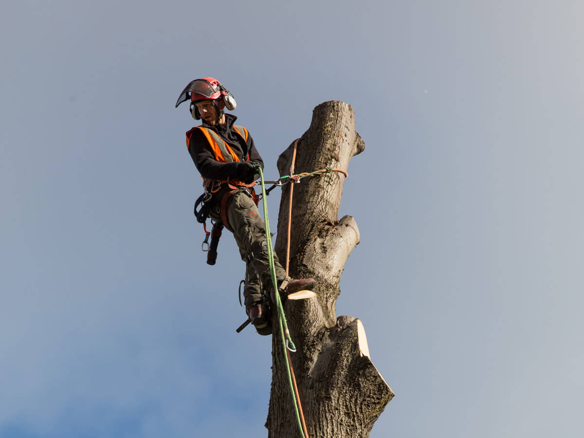 Tree Surgeon vs Arborist: Is There a Difference?