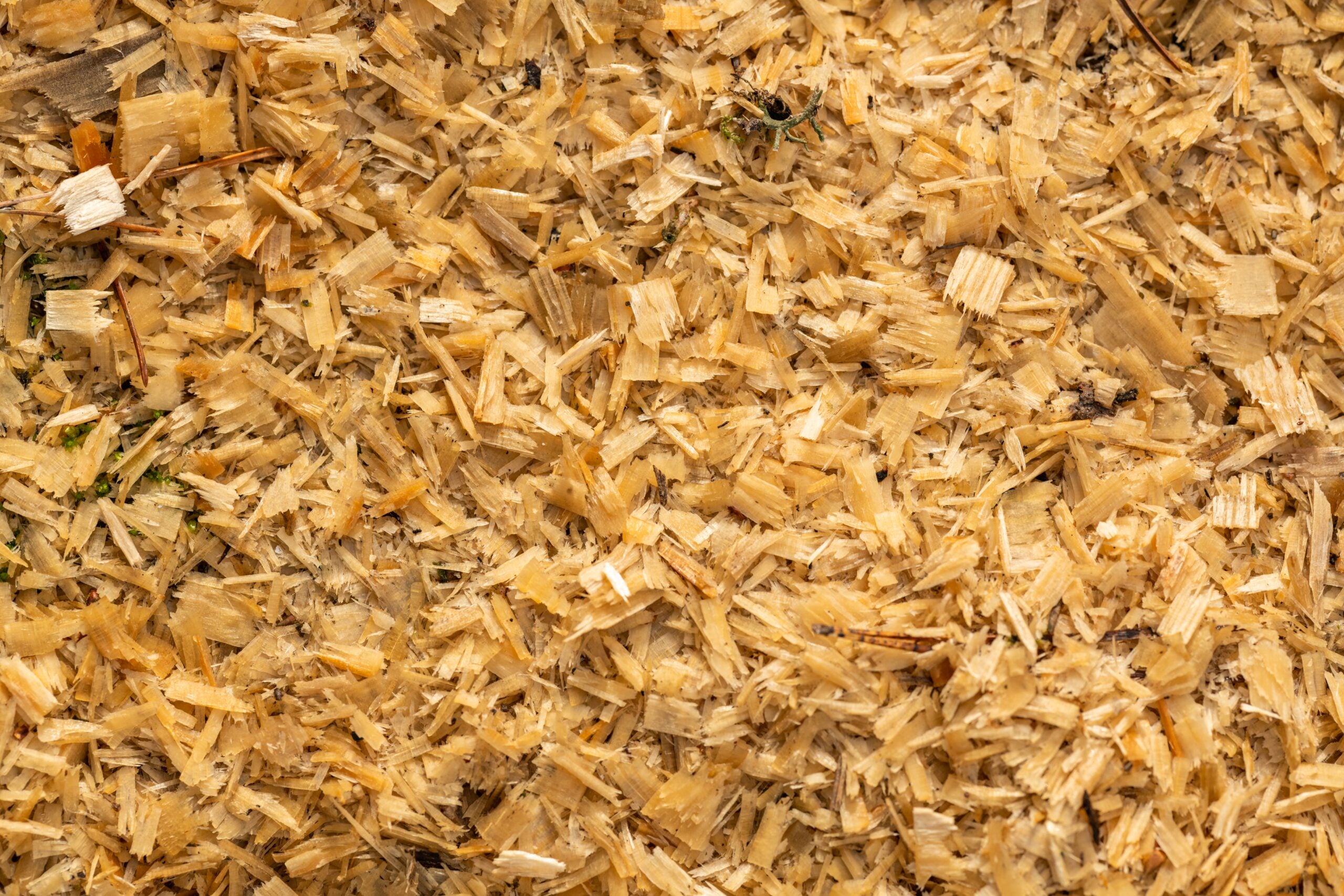 What Is Wood Chip Gardening?
