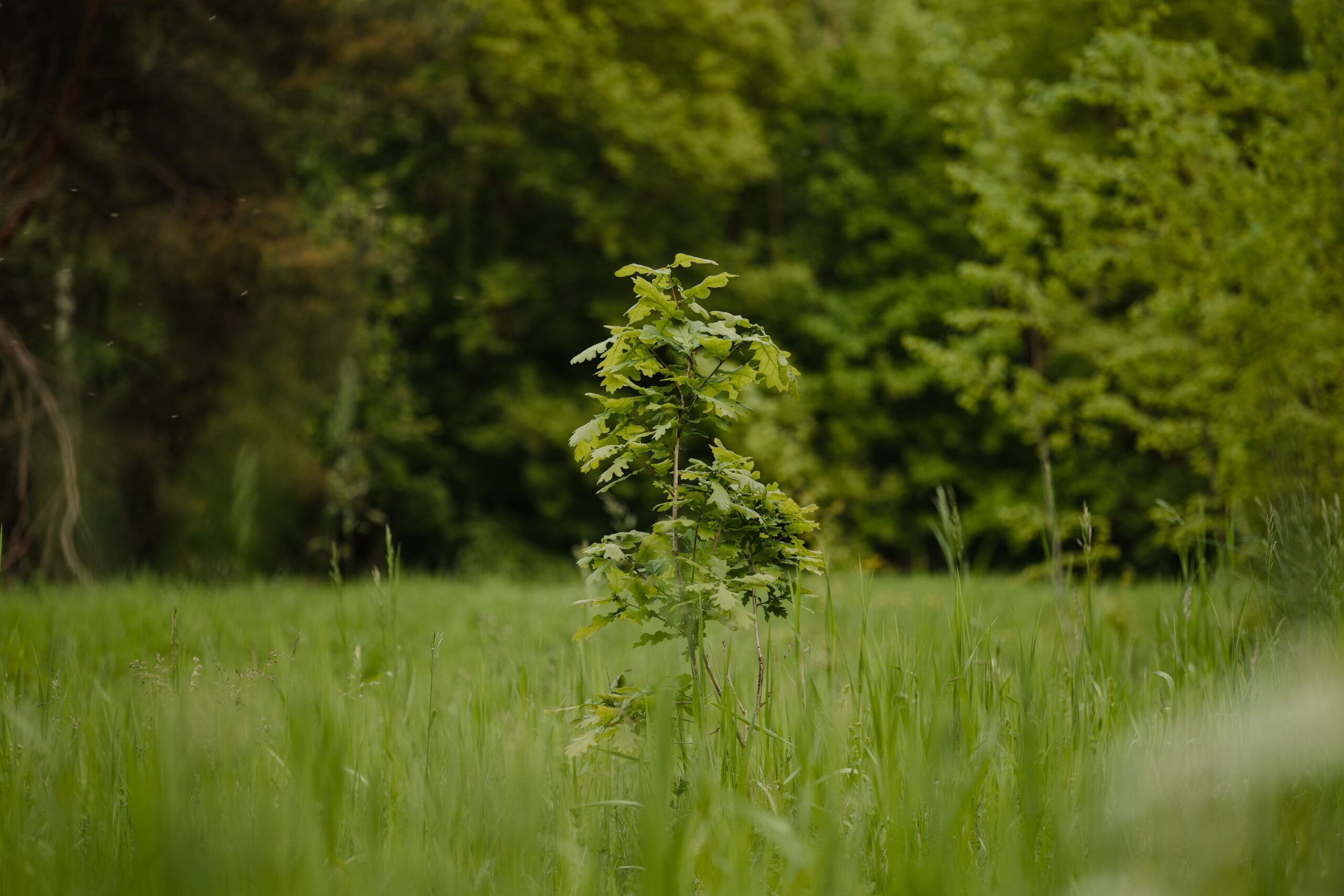 How to Care For Trees Planted in the Last Two Years