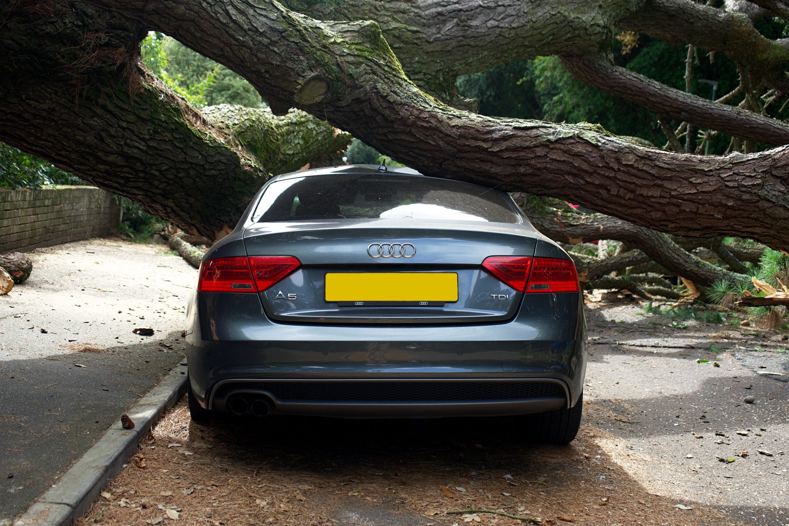 What Is Considered a Tree Emergency?