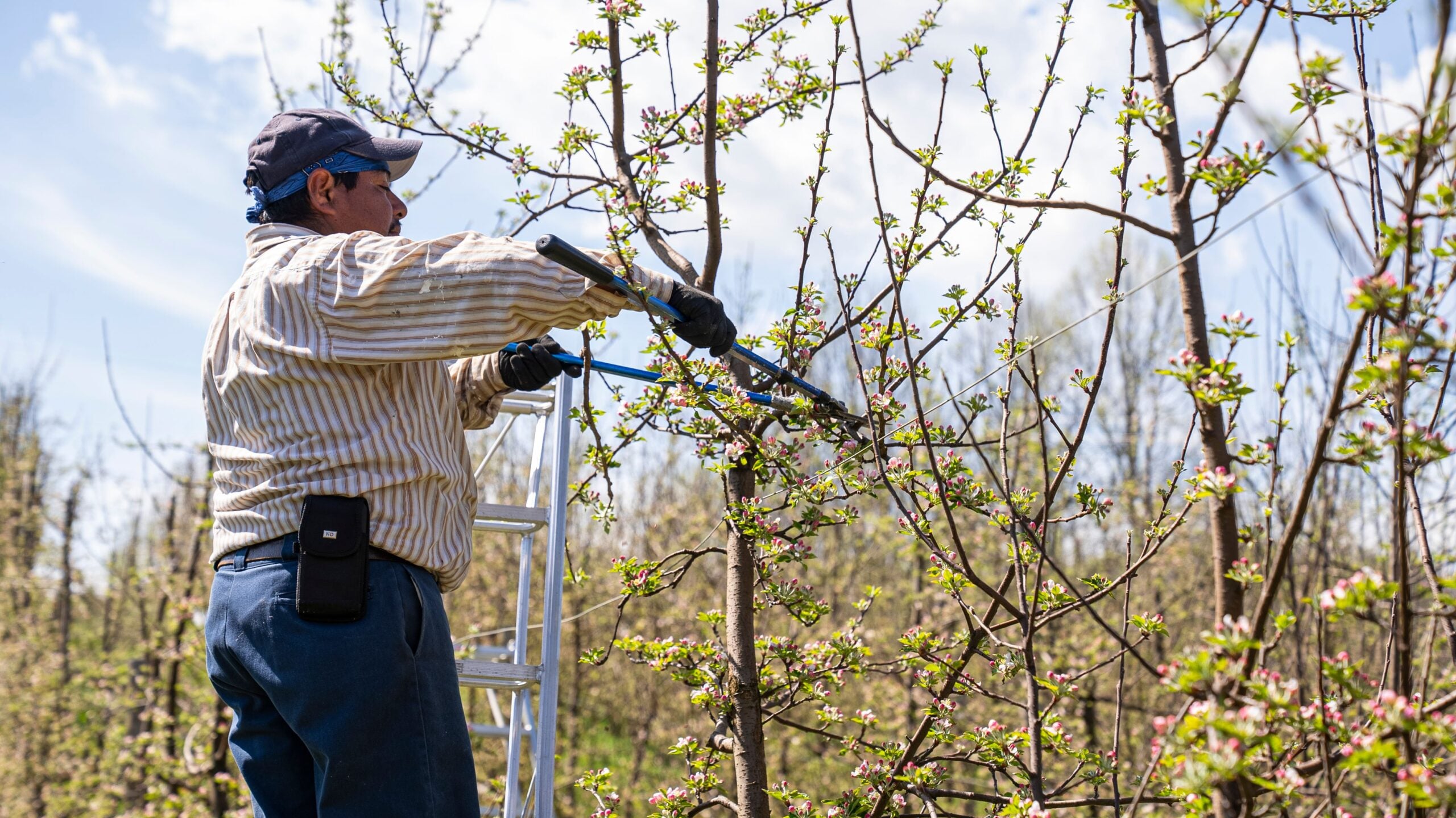 How Often Should Trees Be Pruned for Safety and Healthy Growth?