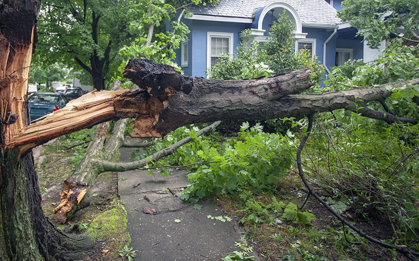 Who Do You Call When a Tree Has Fallen Down?