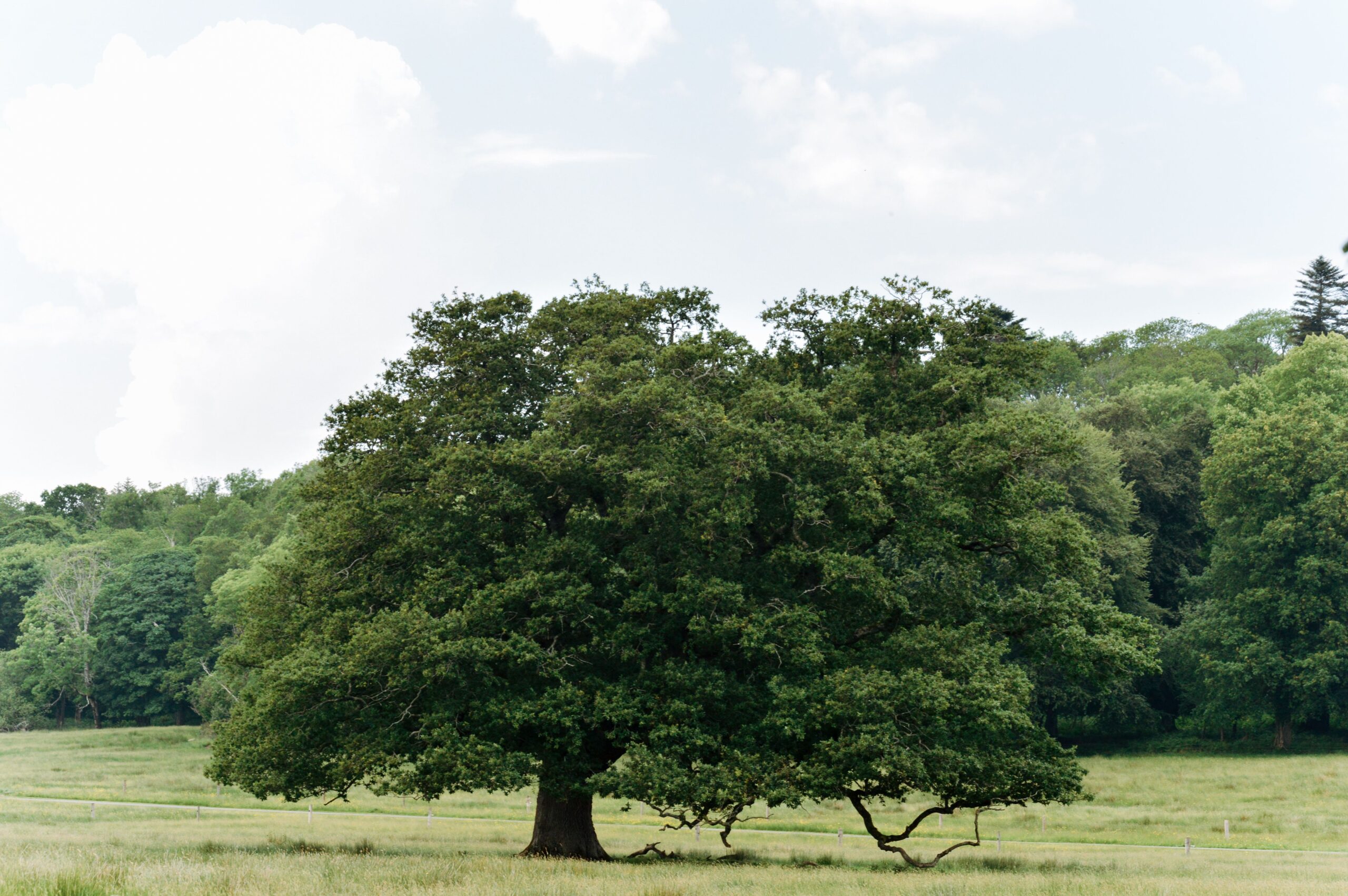Overgrown Tree: What to Do When Height and Spread Get Out of Control