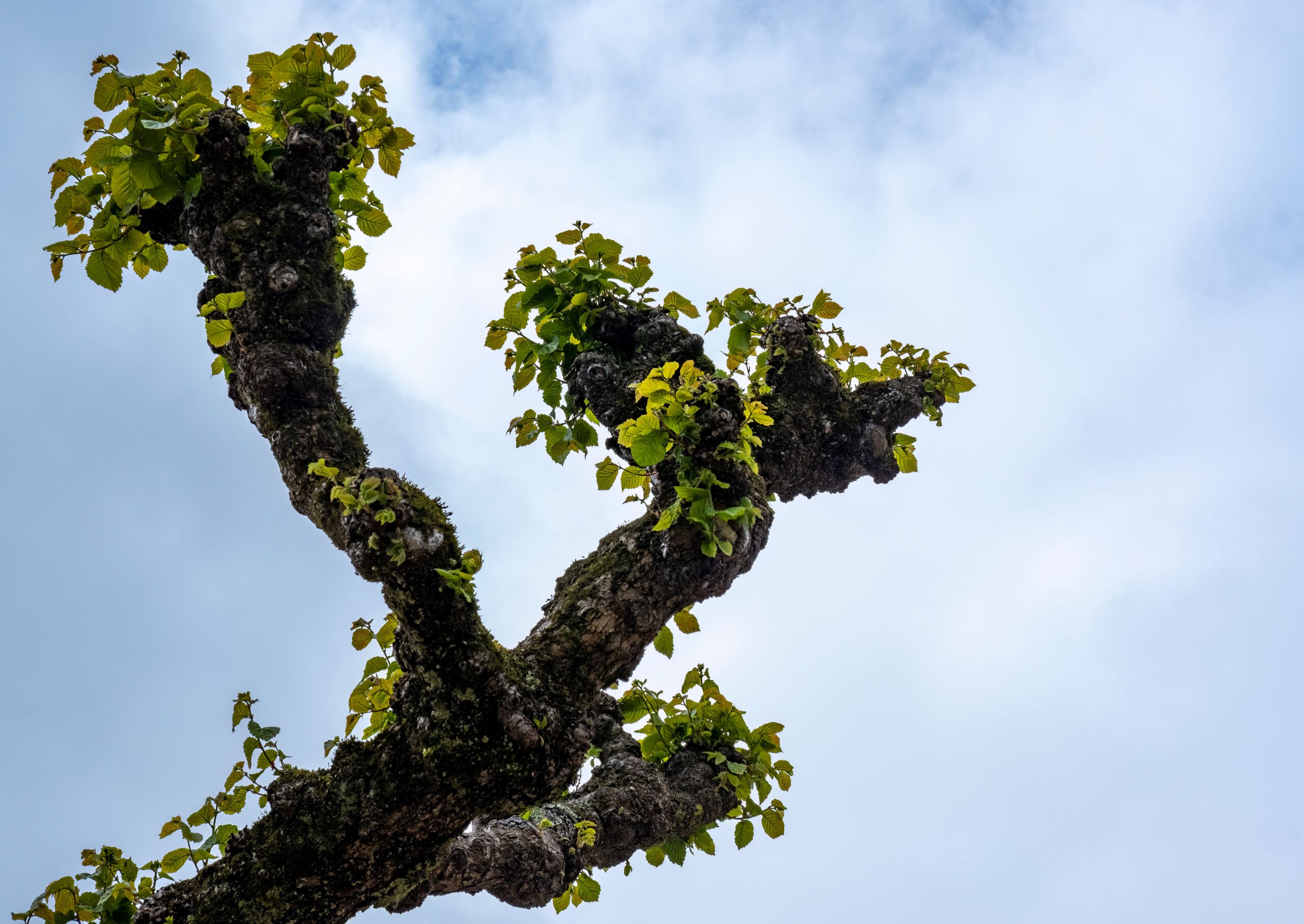 What Is Tree Pollarding?