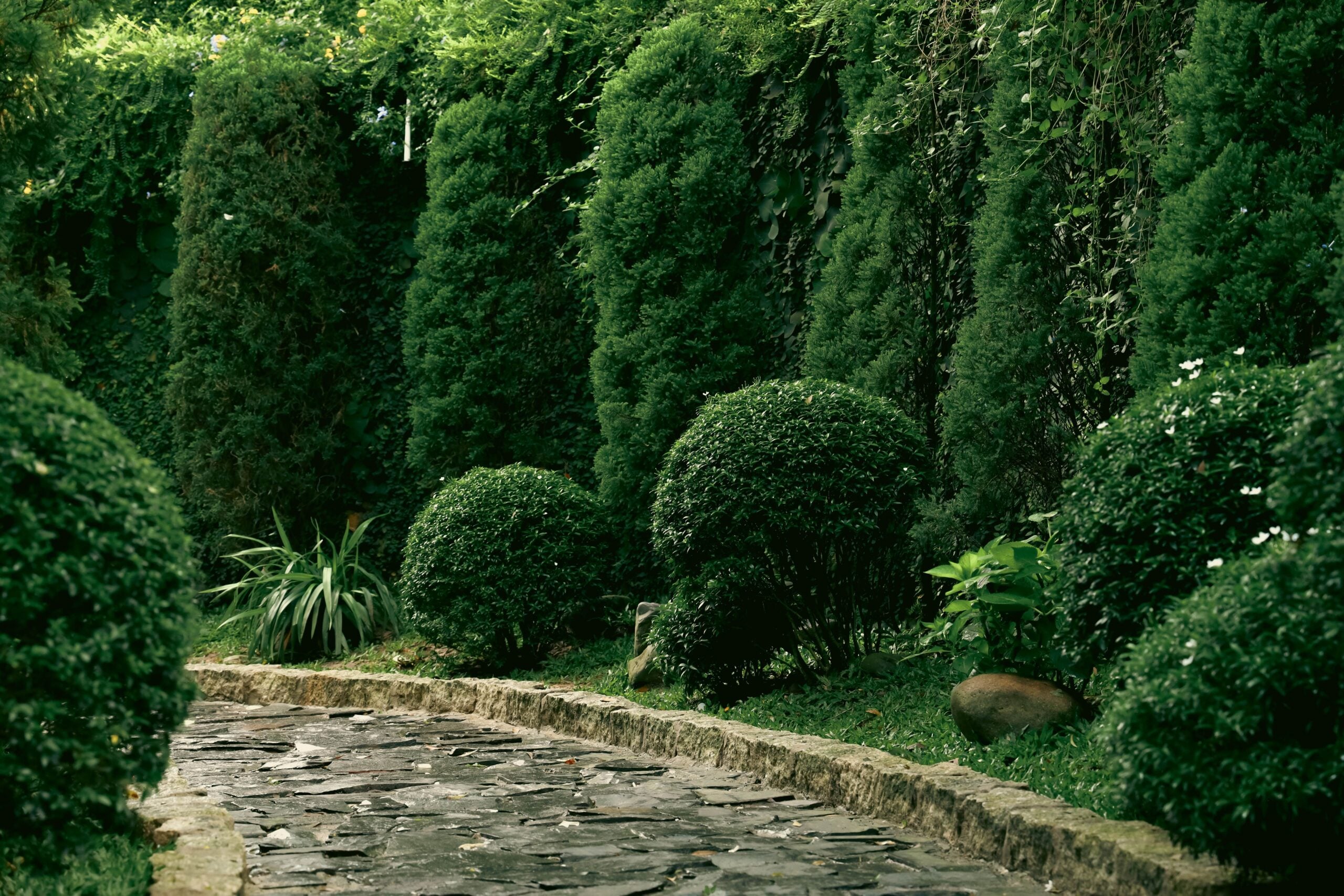 Top 3 Reasons Why People Choose Privacy Screening Trees and Shrubs