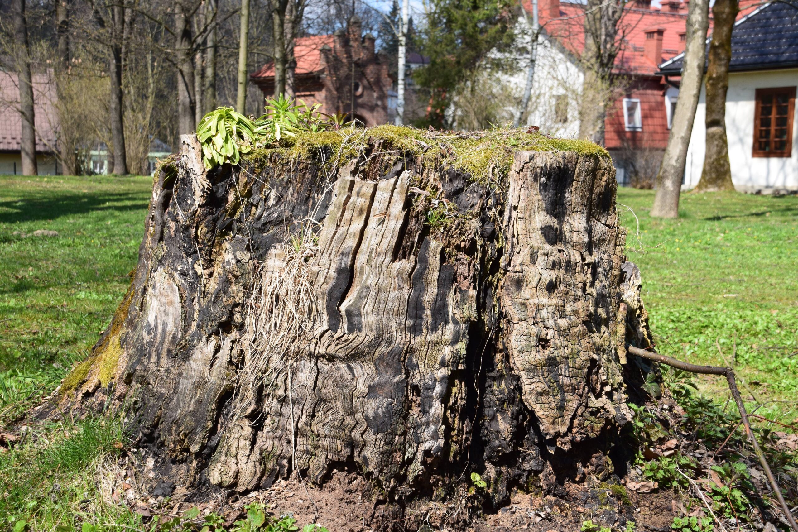 7 Reasons to Remove a Rotting Tree Stump