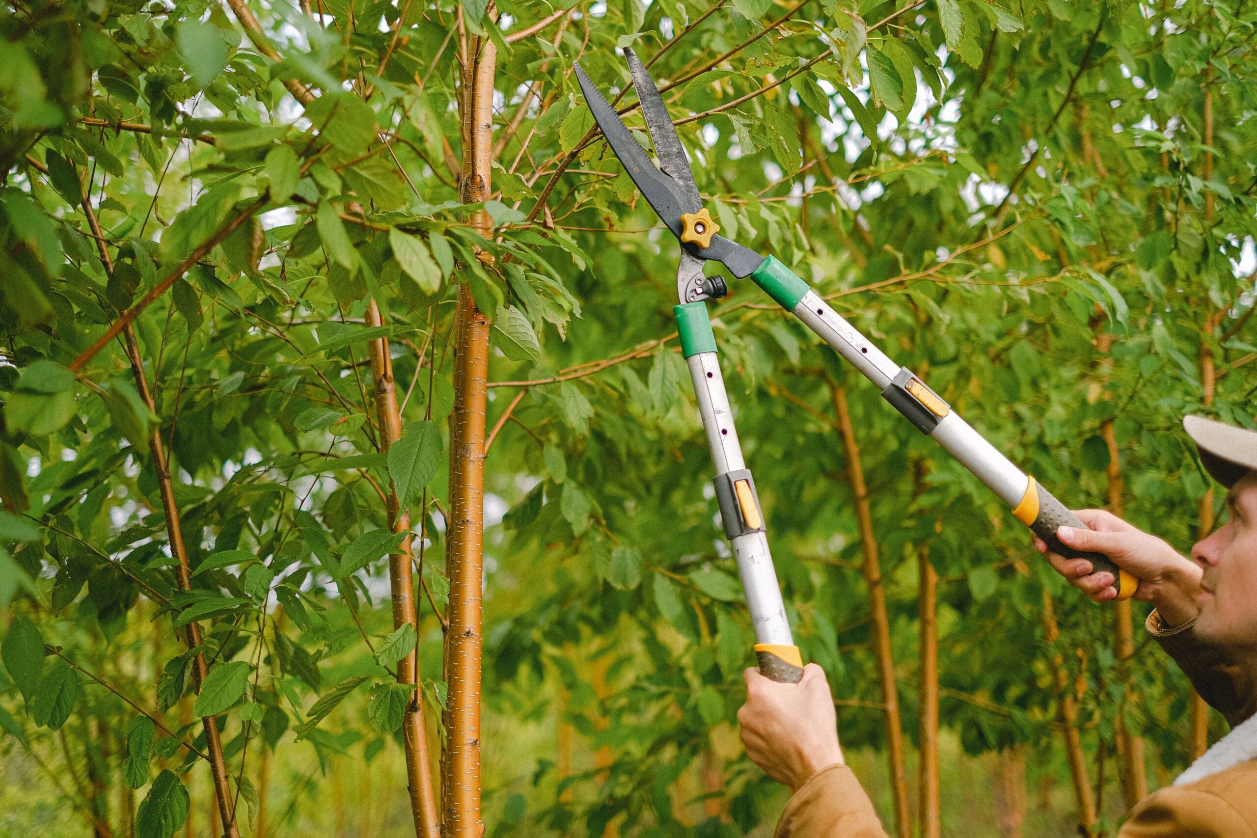Why Regular Tree Maintenance Saves Money in the Long Term
