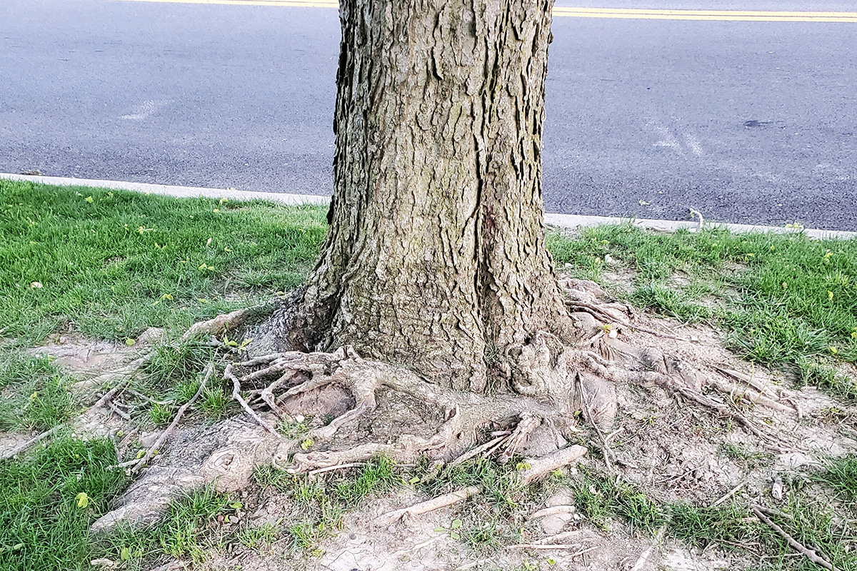 Are Exposed Tree Roots Bad?