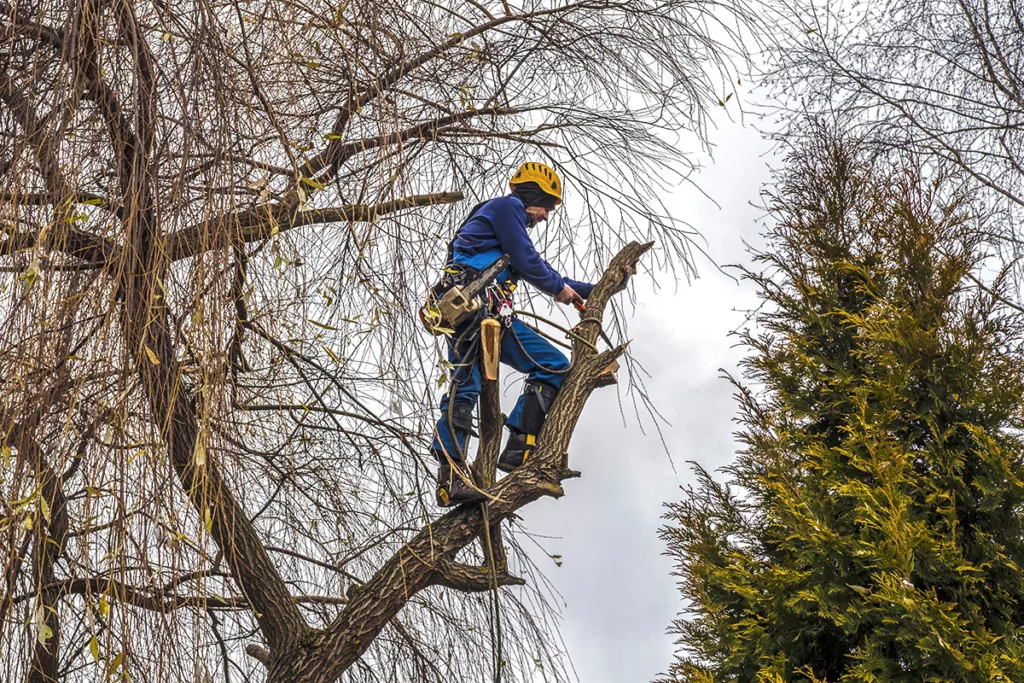 Connecticut Fall Tree Care: Prepare Your Trees Before Winter
