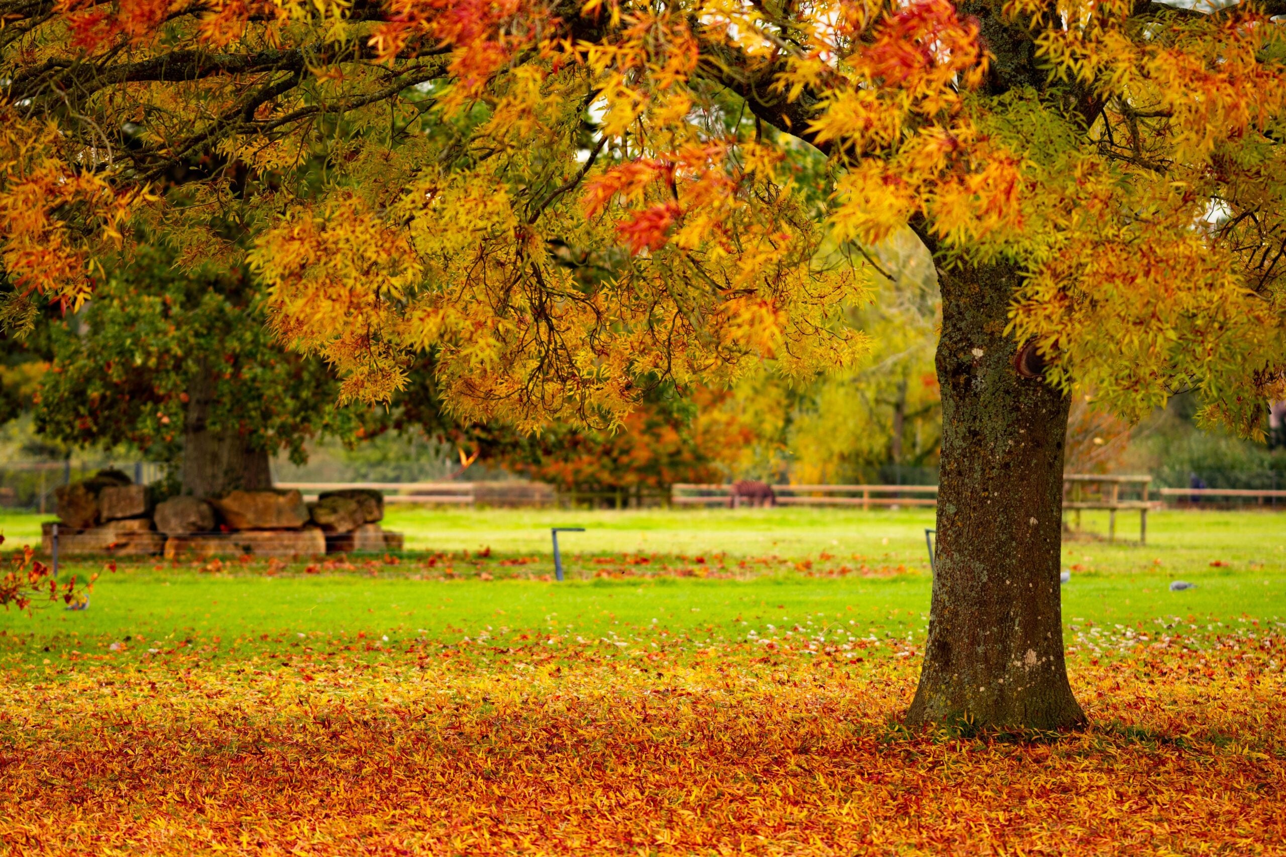 Fall Tree Care & Maintenance Tips