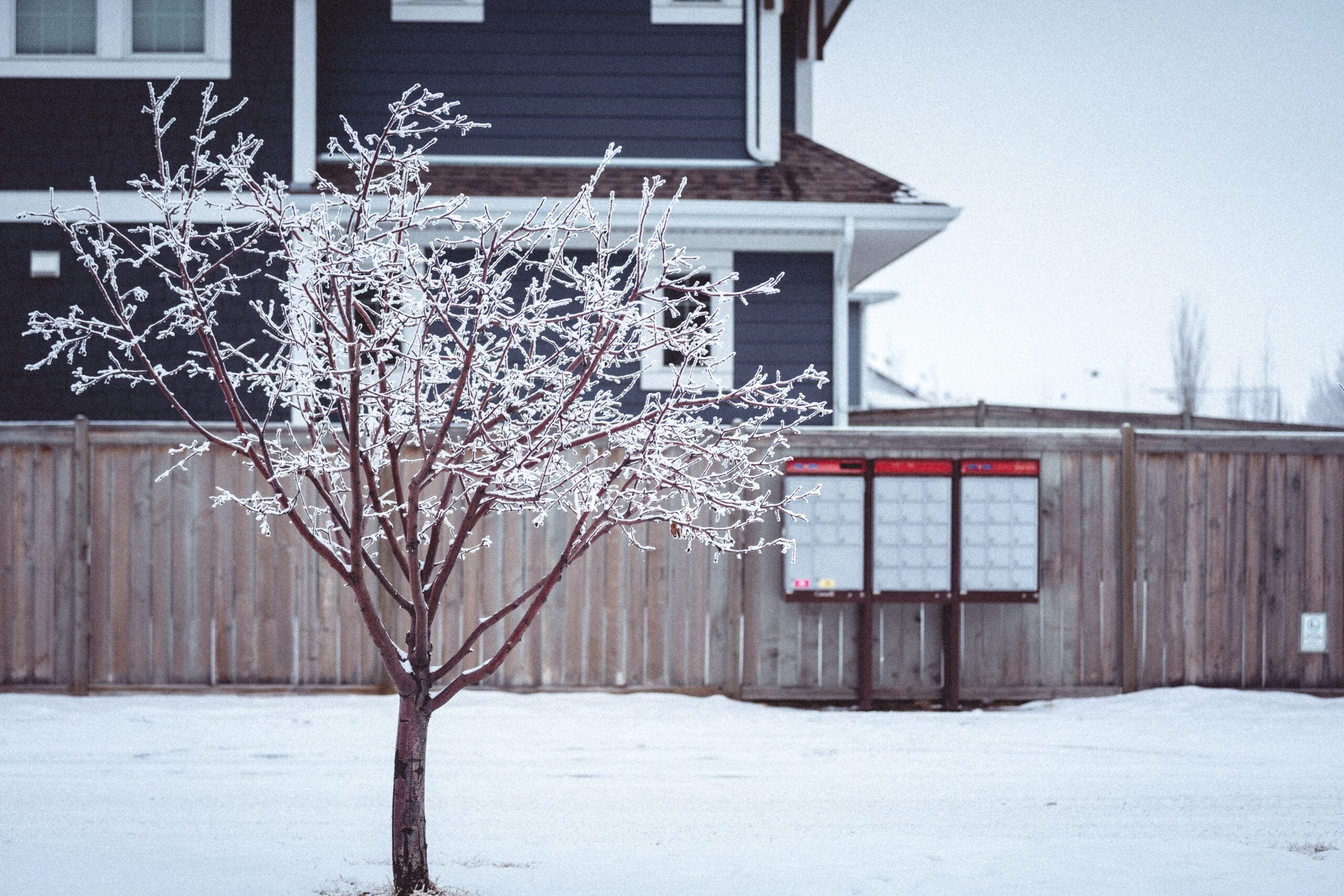How to Protect Young Trees Before the First Freeze