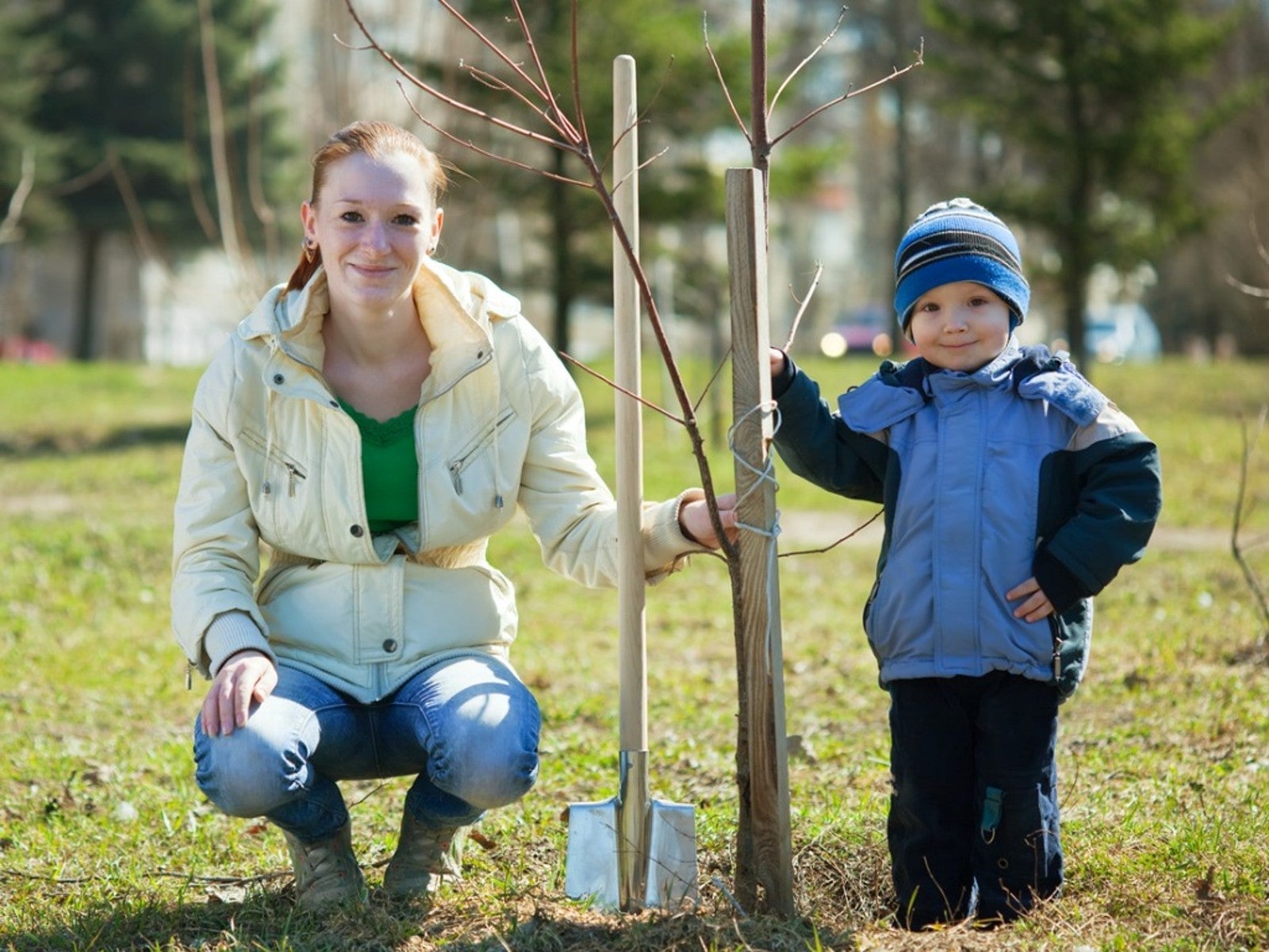 Fall Tree Planting: Which Trees Are Best to Plant in October?